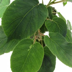 KIWI TOMURI MACHO