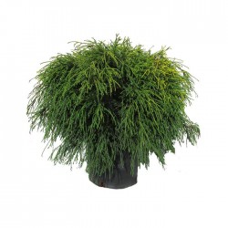 CHAMAECYPARIS PISIFERA SUNGOLD