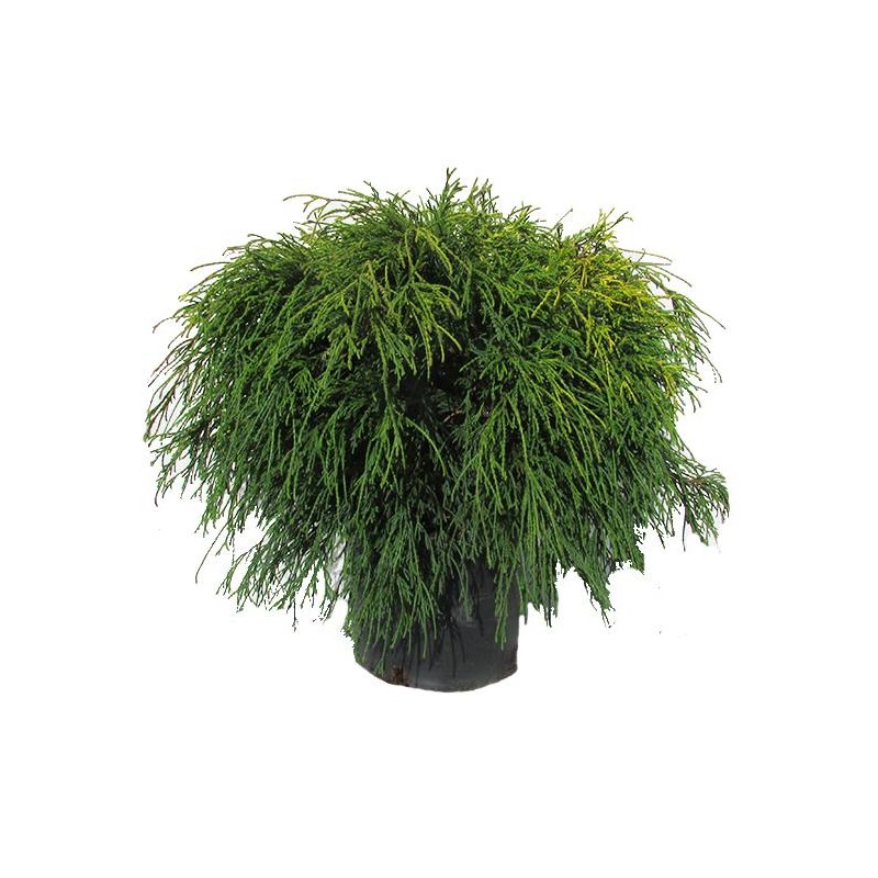 CHAMAECYPARIS PISIFERA SUNGOLD