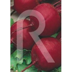 REMOLACHA DETROIT
