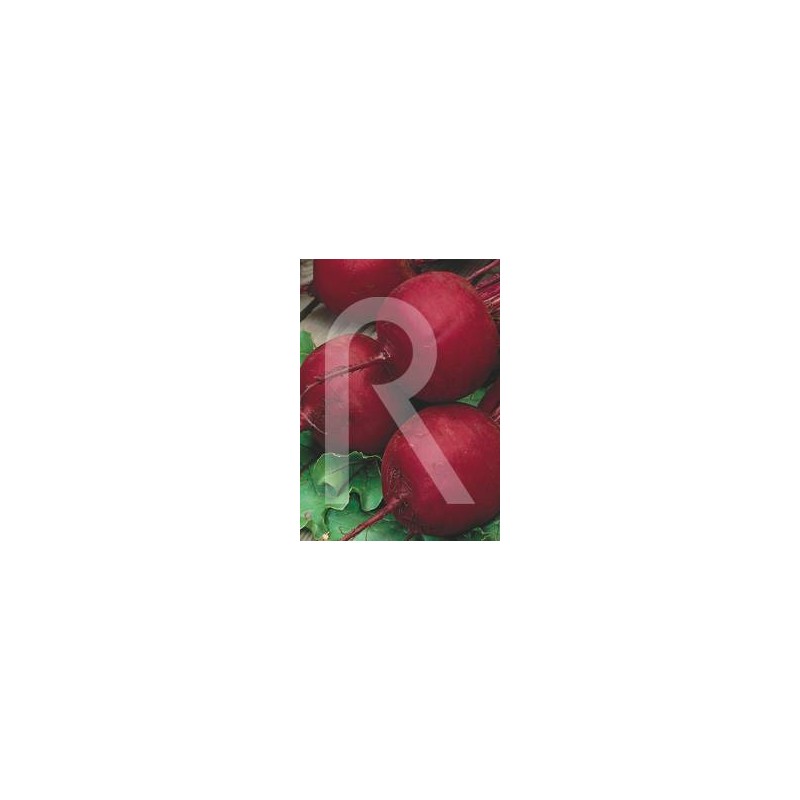 REMOLACHA DETROIT