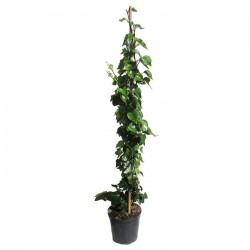 Hedera hélix