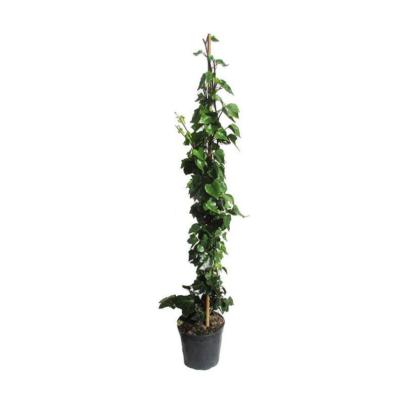 Hedera hélix