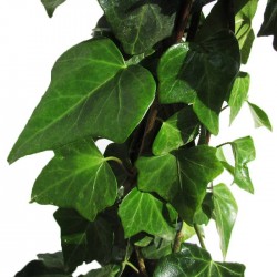 Hedera hélix