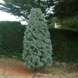 Cupressus arizonica