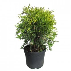 TUYA OCCIDENTALIS GOLDEN GLOBE