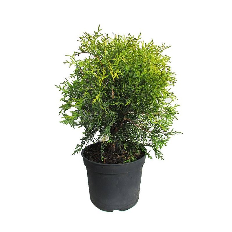 TUYA OCCIDENTALIS GOLDEN GLOBE