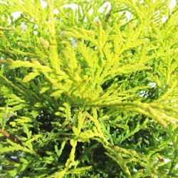 TUYA OCCIDENTALIS GOLDEN GLOBE