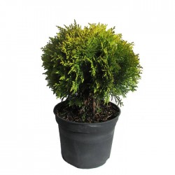 Tuya  occidentalis danica aurea