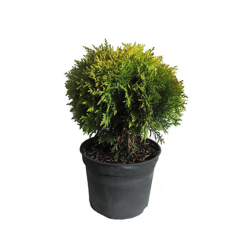 Tuya  occidentalis danica aurea
