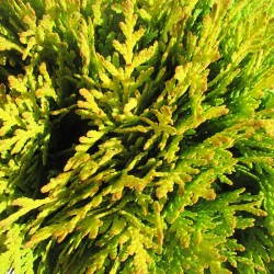 Tuya  occidentalis danica aurea