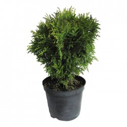 TUYA OCCIDENTALIS DANICA