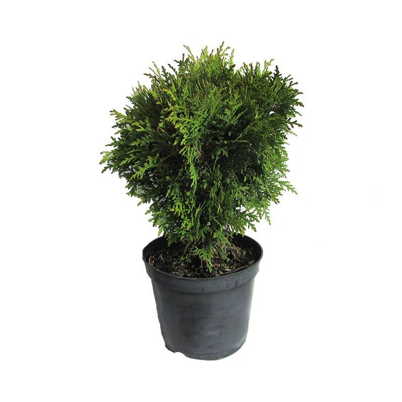 TUYA OCCIDENTALIS DANICA