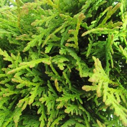 TUYA OCCIDENTALIS DANICA