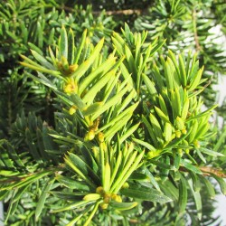 Tejo baccota summergold