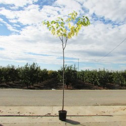 Acer pseudoplatanus