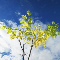 Acer pseudoplatanus