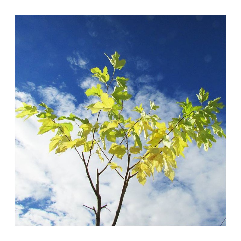 Acer pseudoplatanus