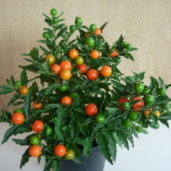 SOLANUM