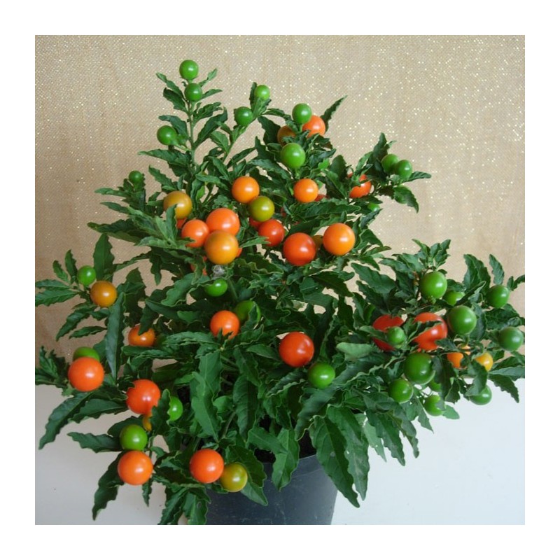SOLANUM