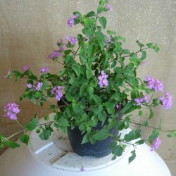 LANTANA DELICATISSIMA