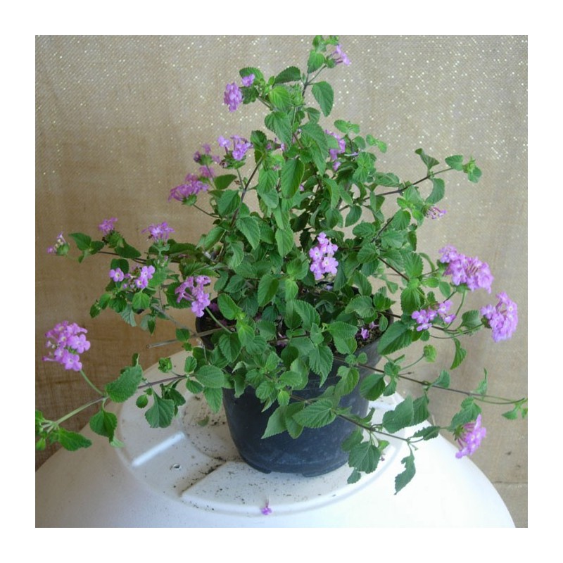 LANTANA DELICATISSIMA