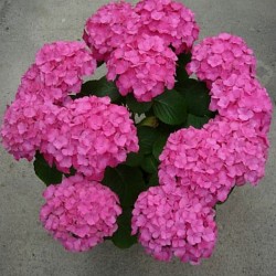 HORTENSIA