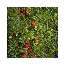 ASPARRAGUS DENSIFLORUS SPRENGUERI