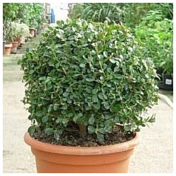 BOJ ROTUNDIFOLIA