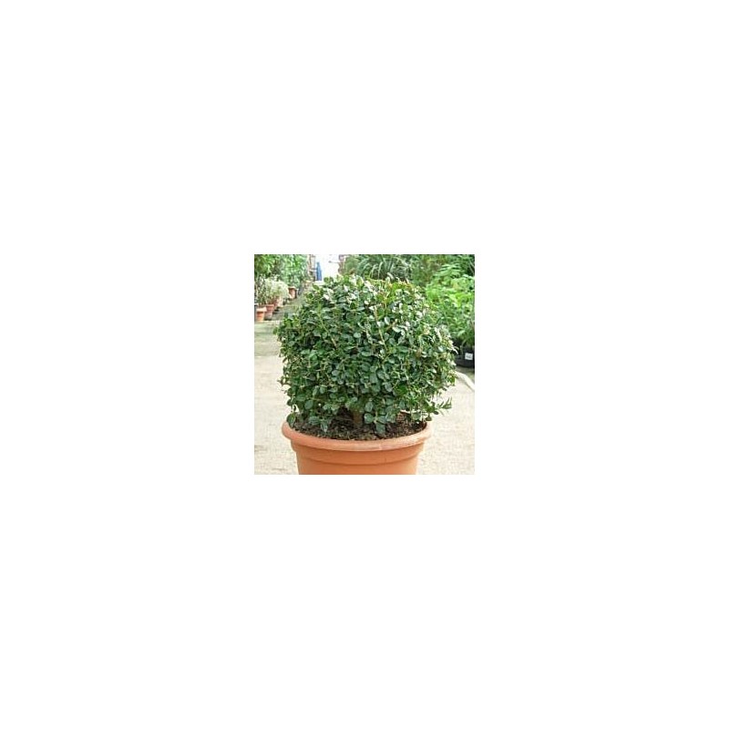 BOJ ROTUNDIFOLIA