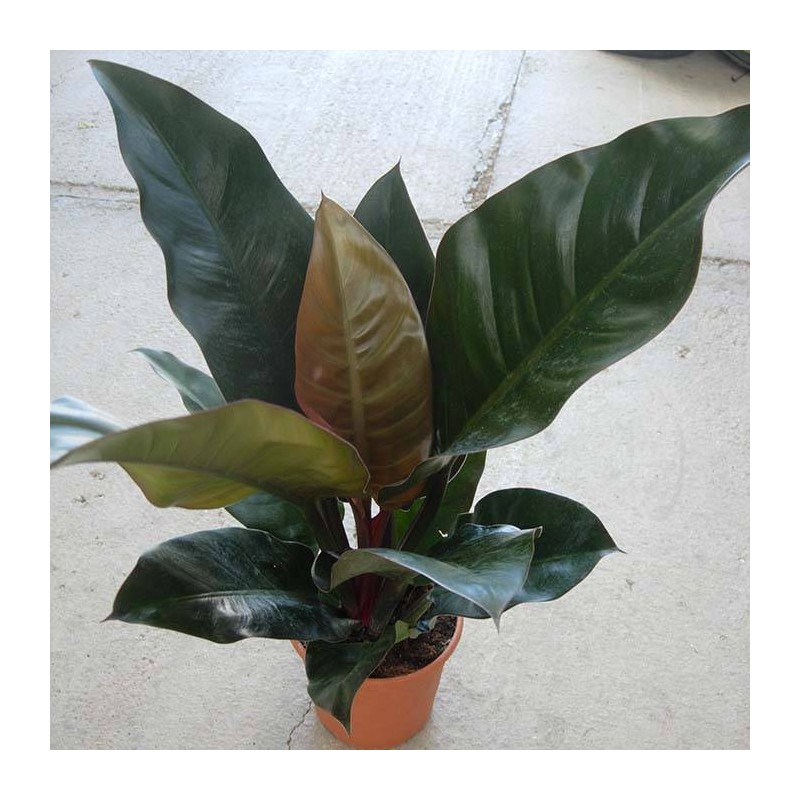 Philodendron red  imperial