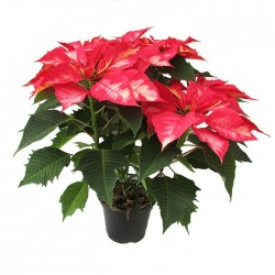 Poinsettia red punch