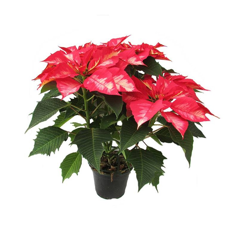 Poinsettia red punch
