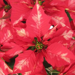 Poinsettia red punch