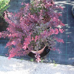 BERBERIS ATROPURPUREA