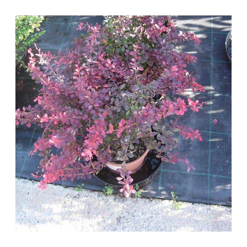 BERBERIS ATROPURPUREA