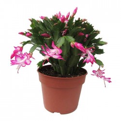 Cactus rhipsalis