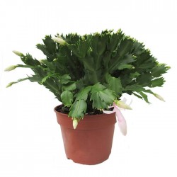 Cactus rhipsalis