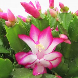 Cactus rhipsalis