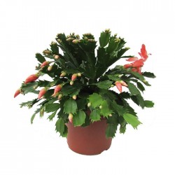 Cactus rhipsalis