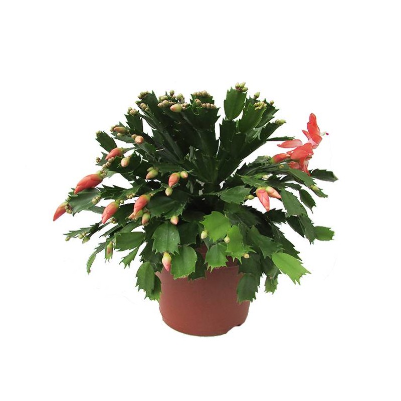 Cactus rhipsalis