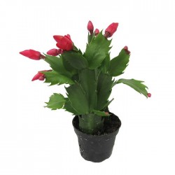 Cactus rhipsalis