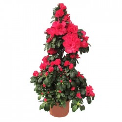 Azalea