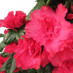 Azalea