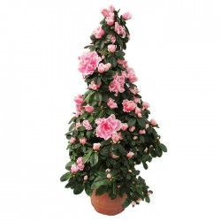 Azalea