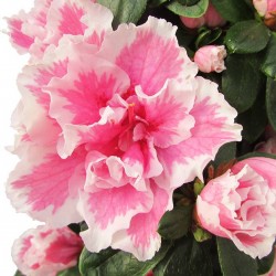 Azalea