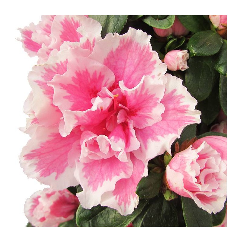 Azalea