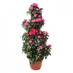 Azalea