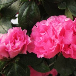 Azalea
