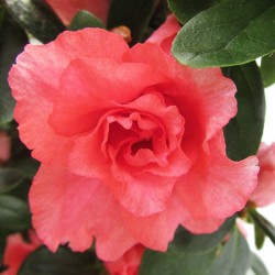 Azalea